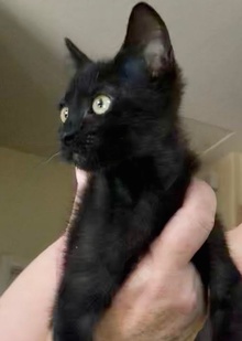[picture of Herman, a Domestic Short Hair black cat]