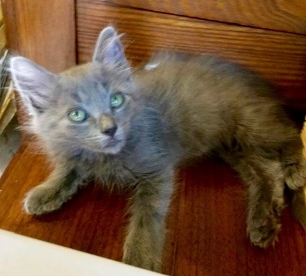 [picture of Fluffkins, a Ragdoll Mix blue\ cat] 