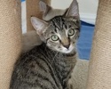 [another picture of Jason, a Domestic Short Hair gray tabby\ cat] 