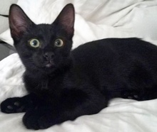 [picture of Tobie, a Bombay Mix black\ cat] 