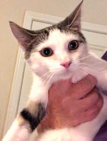 [another picture of Kurt, a Turkish Van Mix brown marble tabby/white\ cat] 