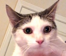 [picture of Kurt, a Turkish Van Mix brown marble tabby/white\ cat] 