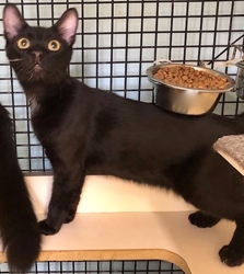 [picture of Frenchy, a Domestic Short Hair black cat]