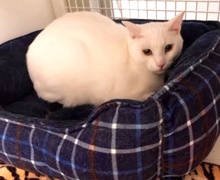 [picture of Mochi, a Domestic Short Hair white\ cat] 