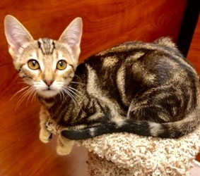[picture of Francine, a Bengal Mix brown marble tabby cat]