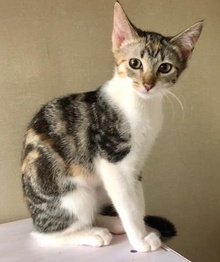 [another picture of Evelyn, a Domestic Short Hair calico\ cat] 