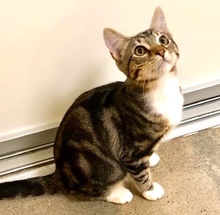 [another picture of Georgia Peach, a Bengal Mix gray tabby/white\ cat] 