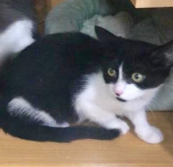 [picture of Kiaya, a Domestic Medium Hair black/white\ cat] 