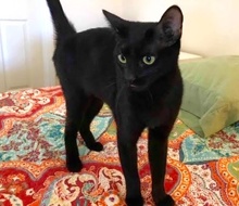 [picture of Helena, a Domestic Short Hair black\ cat] 