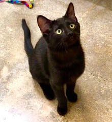 [another picture of Marty, a Domestic Short Hair black\ cat] 