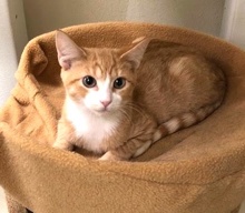 [another picture of Choncho, a Domestic Medium Hair orange/white\ cat] 
