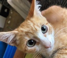 [picture of Choncho, a Domestic Medium Hair orange/white\ cat] 