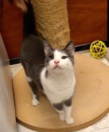 [another picture of Charo, a Domestic Short Hair blue/white\ cat] 