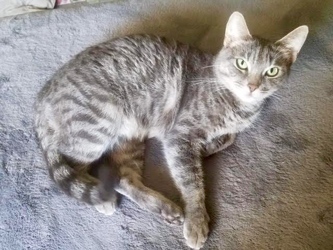 [picture of Savannah, a Domestic Short Hair silver cat]
