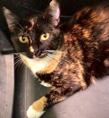 [picture of Zara, a Domestic Short Hair calico cat]