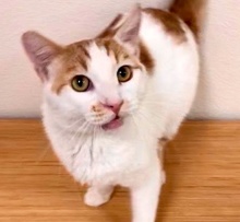 [picture of Mr Hunter, a Domestic Short Hair orange/white\ cat] 