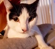 [picture of Kierra, a Domestic Short Hair black/white cat]