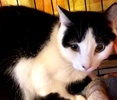 [picture of Kierra, a Domestic Short Hair black/white cat]