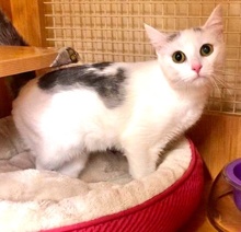 [another picture of Sheena, a Turkish Van Mix white/black\ cat] 