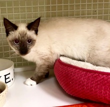 [another picture of Viola, a Siamese seal point\ cat] 