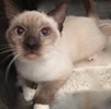 [picture of Viola, a Siamese seal point cat]