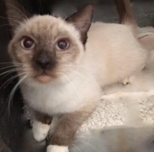 [picture of Viola, a Siamese seal point\ cat] 