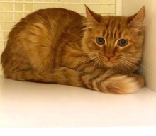 [picture of Jerry Lee, a Domestic Long Hair orange cat]