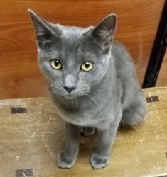 [picture of Avery, a Russian Blue Mix blue cat]