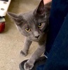 [picture of Avery, a Russian Blue Mix blue cat]