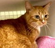 A picture of #ET03161: Sunny Bunny a Domestic Short Hair orange