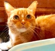 [picture of Sunny Bunny, a Domestic Short Hair orange cat]