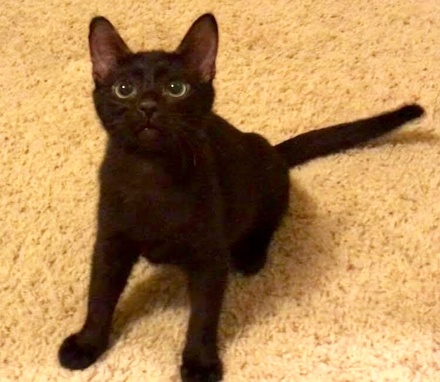 [picture of Marsha, a Domestic Short Hair black\ cat] 