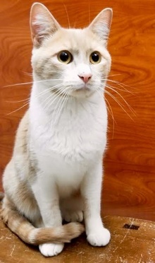 [another picture of Kiko, a Domestic Short Hair orange marble/white\ cat] 