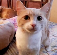 [picture of Kiko, a Domestic Short Hair orange marble/white cat]