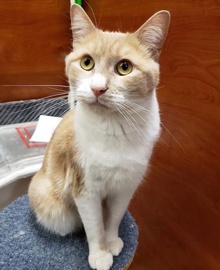 [picture of Kiko, a Domestic Short Hair orange marble/white\ cat] 