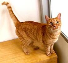 [another picture of Elvis, a Domestic Short Hair orane tabby\ cat] 
