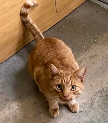 [picture of Memphis, a Domestic Short Hair orange tabby cat]