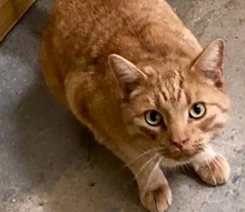 [picture of Memphis, a Domestic Short Hair orange tabby\ cat] 