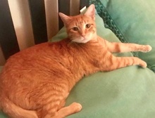 [another picture of Tyrus, a Domestic Short Hair orange tabby\ cat] 