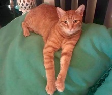 [picture of Tyrus, a Domestic Short Hair orange tabby\ cat] 