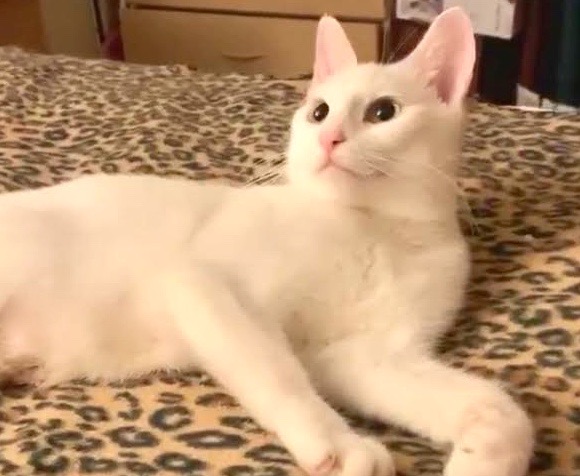 [picture of Snowbell, a Turkish Van Mix white\ cat] 