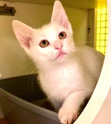[another picture of Crystal, a Turkish Van Mix white/black\ cat] 