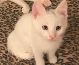 [picture of Smudge, a Turkish Van Mix white/black\ cat] 