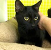 [picture of Quinever, a Domestic Short Hair black cat]
