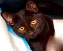 [picture of Quima, a Bombay Mix black\ cat] 