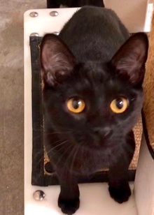 [picture of Quarry, a Bombay Mix black\ cat] 
