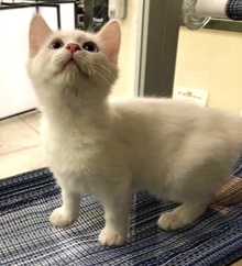 [picture of Leche, a Ragdoll Mix flame point cat]