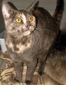[picture of Painter, a Domestic Short Hair tortie cat]