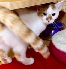 [another picture of Hero, a Domestic Short Hair white/orange\ cat] 