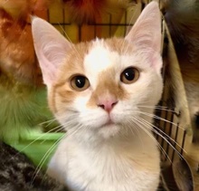 [picture of Hero, a Domestic Short Hair white/orange\ cat] 